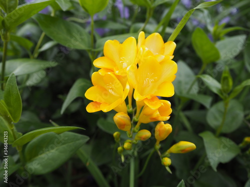 春の庭に咲く黄色いフリージアの花