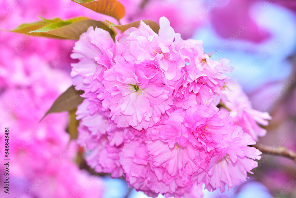 Fototapeta premium 八重桜・満開 玉城町