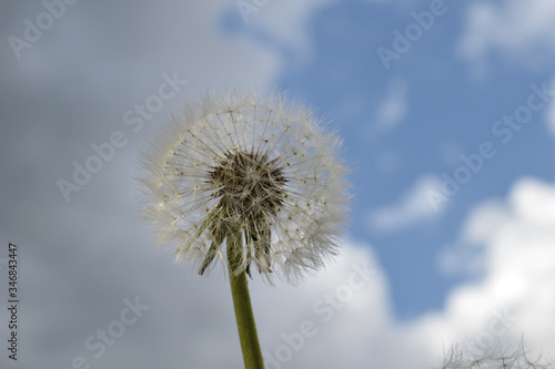 Dandelion seeds blown away by the wind  beautiful dandelion.