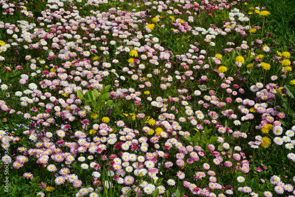 Beautiful colorful spring flowers in the green grass. Little pink daisy vibrant color. View from the top Beautiful colorful spring flowers in the green grass. Little pink daisy vibrant color. View from the top