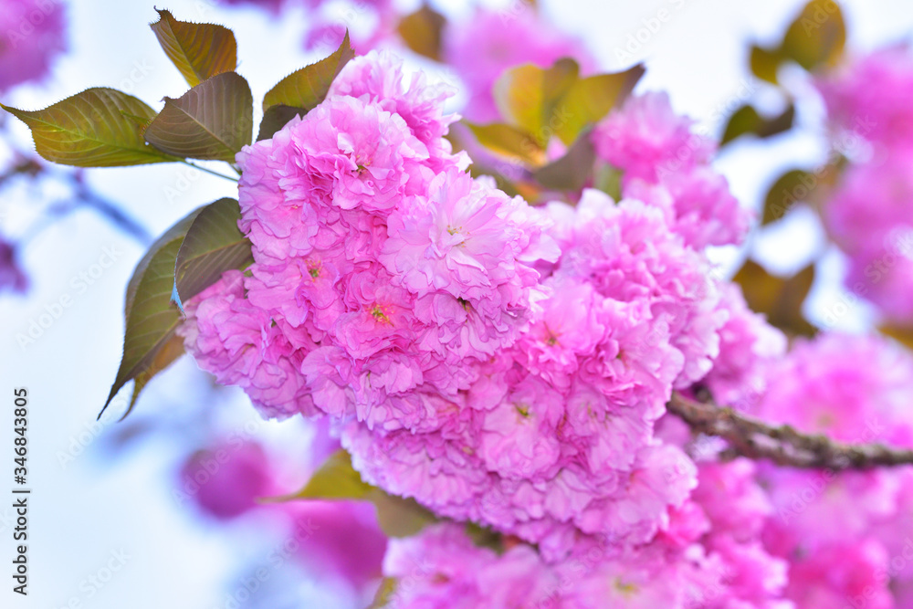 Fototapeta premium 八重桜・満開 玉城町