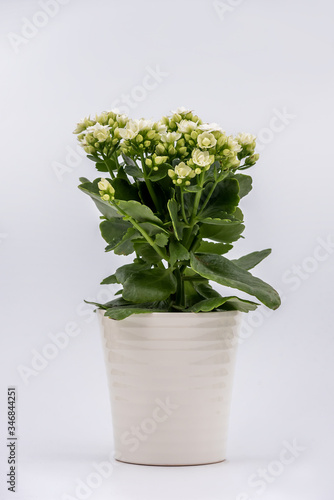 Wallpaper Mural Flaming Katy plant with White flowers in a pot isolated on white background Torontodigital.ca
