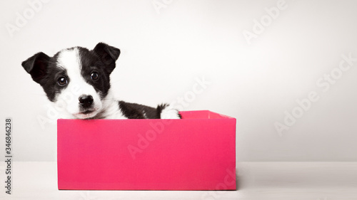 Cute puppy in a gift box with copy space © SerPhoto