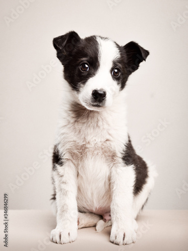Portrait of a sitting cute puppy on a light background vertical frame