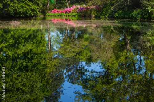 Spring landscape with pond and Rhododendron flowers.