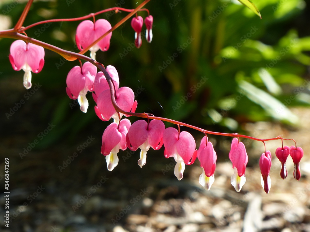 Dicentra spectabilis known as bleedinghearts, Papaveraceae family