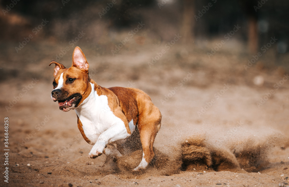 American staffordshire terrier in action. Power of dog. Super fit and strong amstaff. 