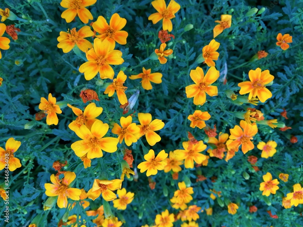Small yellow and orange flowers on a green bush Small yellow and orange flowers on a green bush