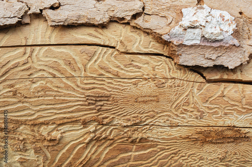 Photos traces of pests on tree bark. Tree bark pitted by bark beetle