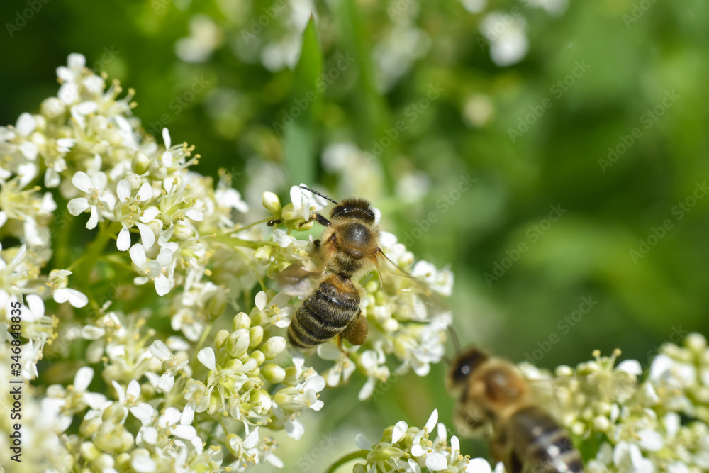 Honey bee collecting nectar on wild white flowers, Honey Bee pollinating wildflowers on meadow Honey bee collecting nectar on wild white flowers, Honey Bee pollinating wildflowers on meadow