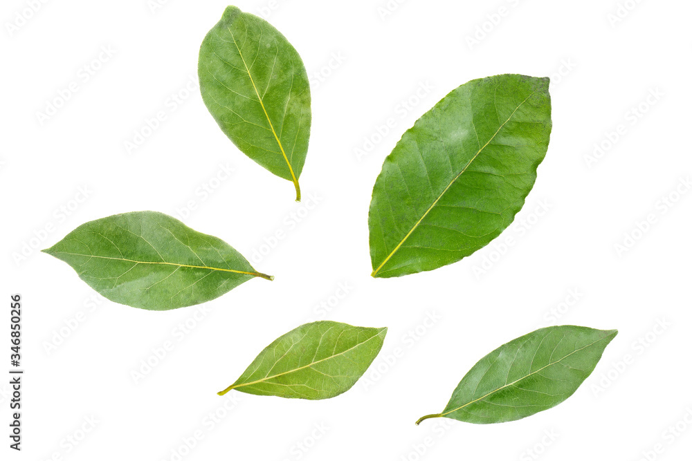 Bay laurel leaves isolated on white background Bay laurel leaves isolated on white background