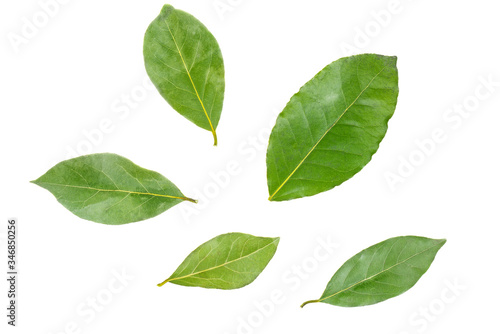 Bay laurel leaves isolated on white background