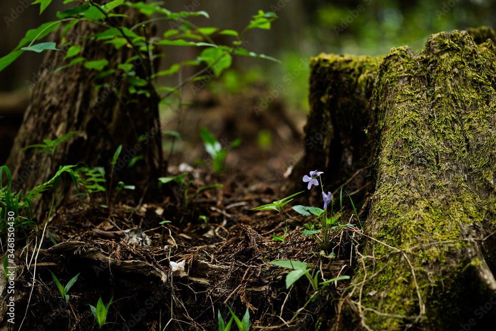 苔むす森、一輪のスミレ。violet and beautiful green moss in a forest, Tokyo Japan.
苔むす森、一輪のスミレ。violet and beautiful green moss in a forest, Tokyo Japan.