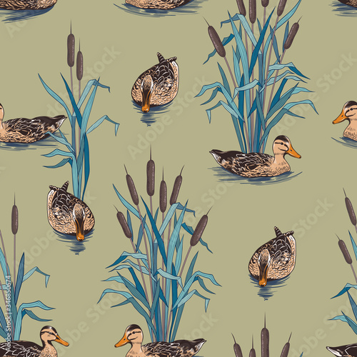 .Bulrushes and wild ducks. Hand drawn .colored seamless pattern. Vector vintage .illustration..