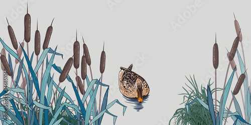 .Wild duck near the shore with bulrush  and grass..Backdrop, panel. Hand-drawn color image of nature.  Vector vintage background.