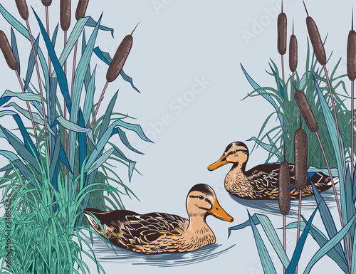 Fotografia .Wild ducks in the thickets of bulrush and coastal grass..Backdrop, panel. Hand-