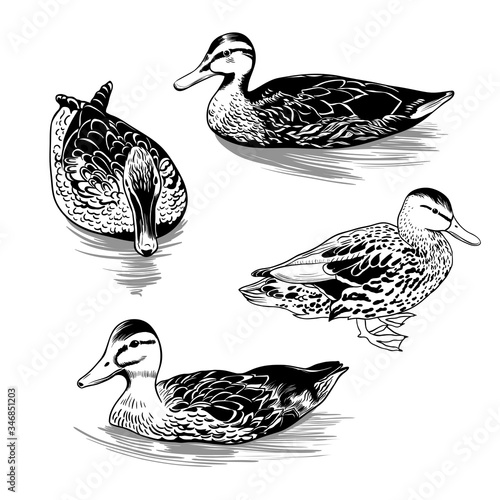 Papier peint ..A set of different contour images of wild duck females. Clipart. Vector illust