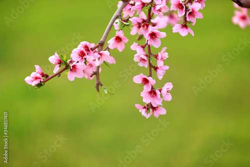 Peach trees blossom in spring