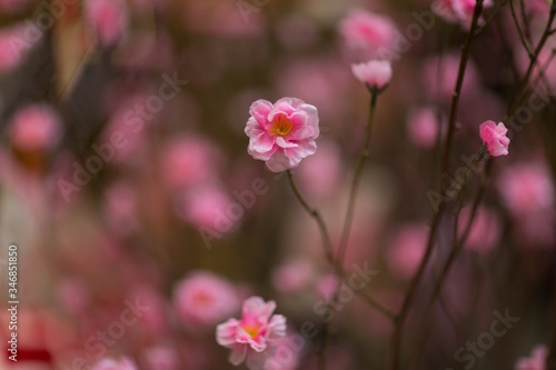 Closeup selective focus shot of blooming peach blossom flowers photo