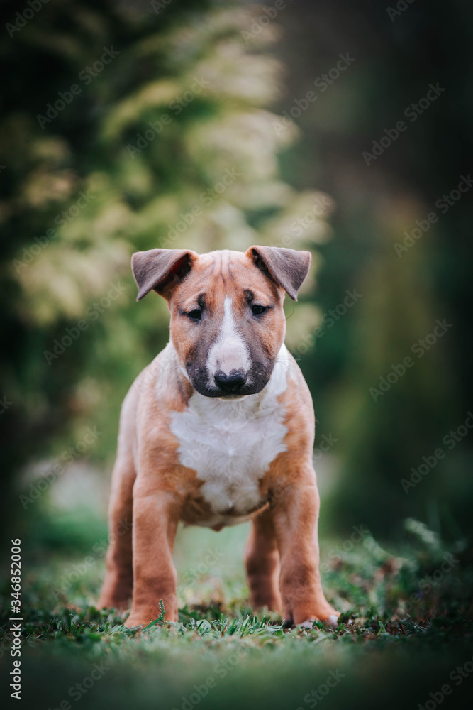 Bull terrier dog puppy portrait.  Happy puppy in kennel. 