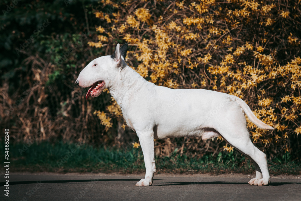 Bull terrier show dog posing outside. Standart bullterrier standing. Bull terrier show dog posing outside. Standart bullterrier standing.