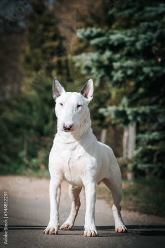 Bull terrier show dog posing outside. Standart bullterrier standing.