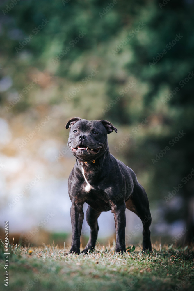 Staffordshire bull terrier in action photography outside. Staffordshire bull terrier in action photography outside.