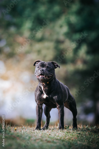 Staffordshire bull terrier in action photography outside. 