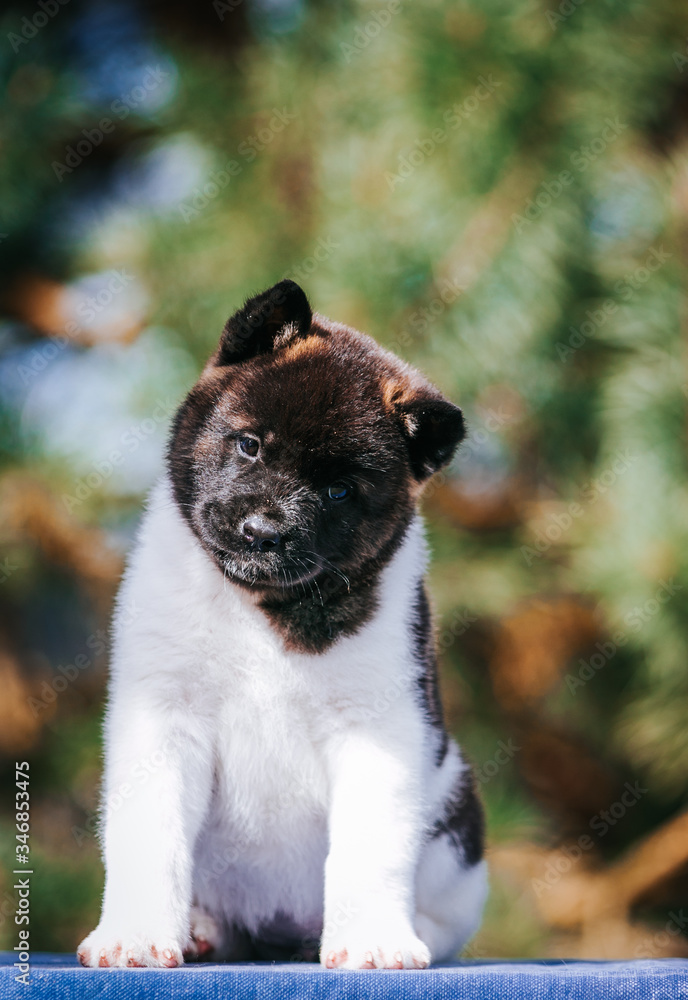 American akita dog posing outside. Happy akita puppy American akita dog posing outside. Happy akita puppy