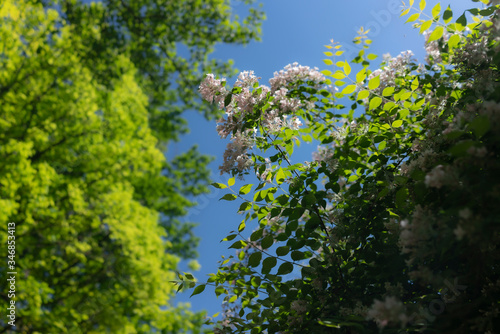 Fototapeta Naklejka Na Ścianę i Meble -  Lilac flowers close-up on a sunny day.