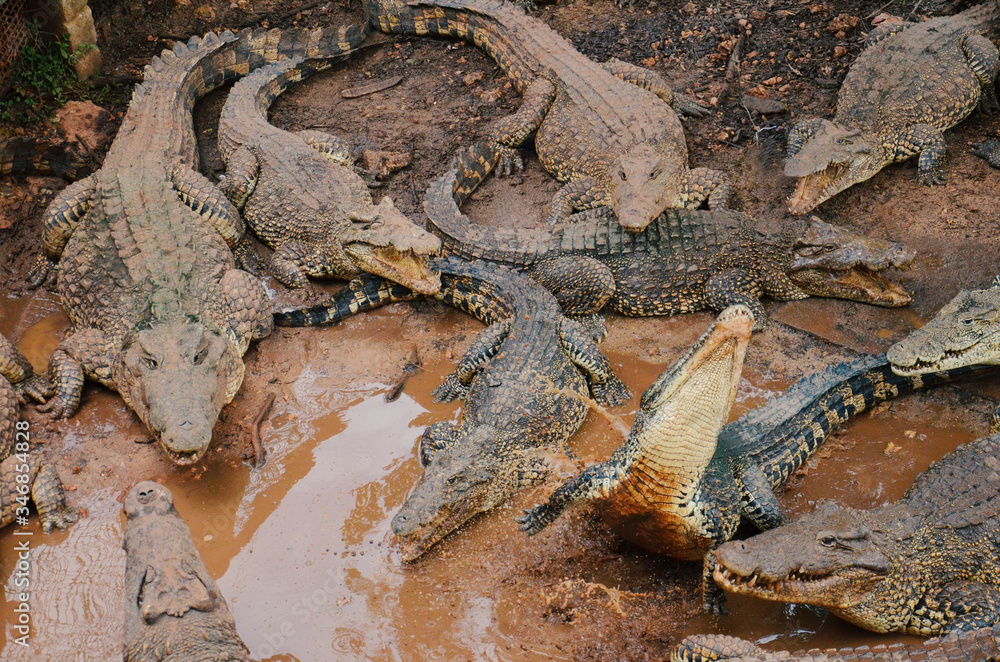 Crocodiles Fighting for Food in a Swamp in Cuba. Crocodiles Fighting for Food in a Swamp in Cuba.