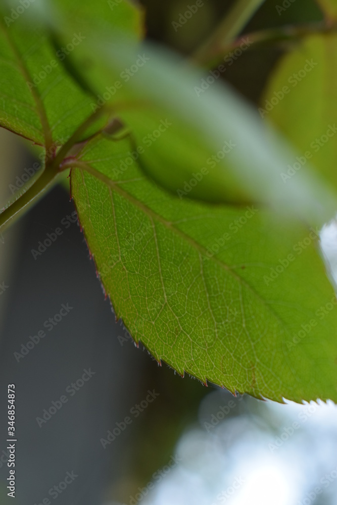 close up foglia close up foglia