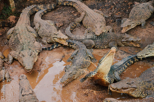 Crocodiles Fighting for Food in a Swamp in Cuba.