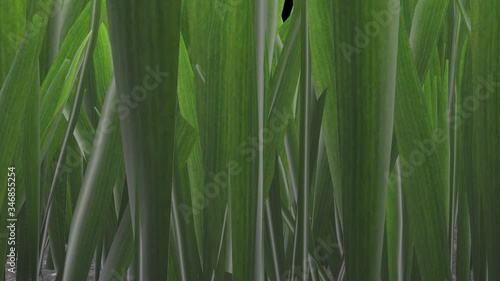 3D grass (3Dの草) 