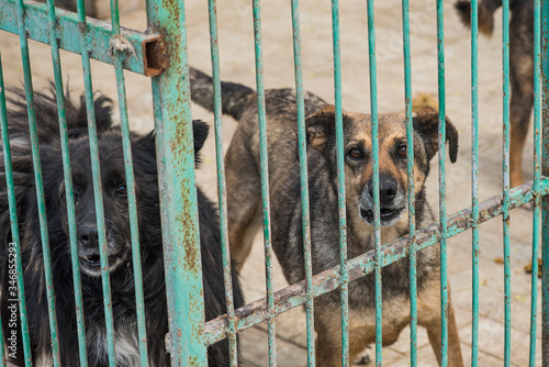 Many stray dogs behind bars of a dog shelter. © Павел Костенко