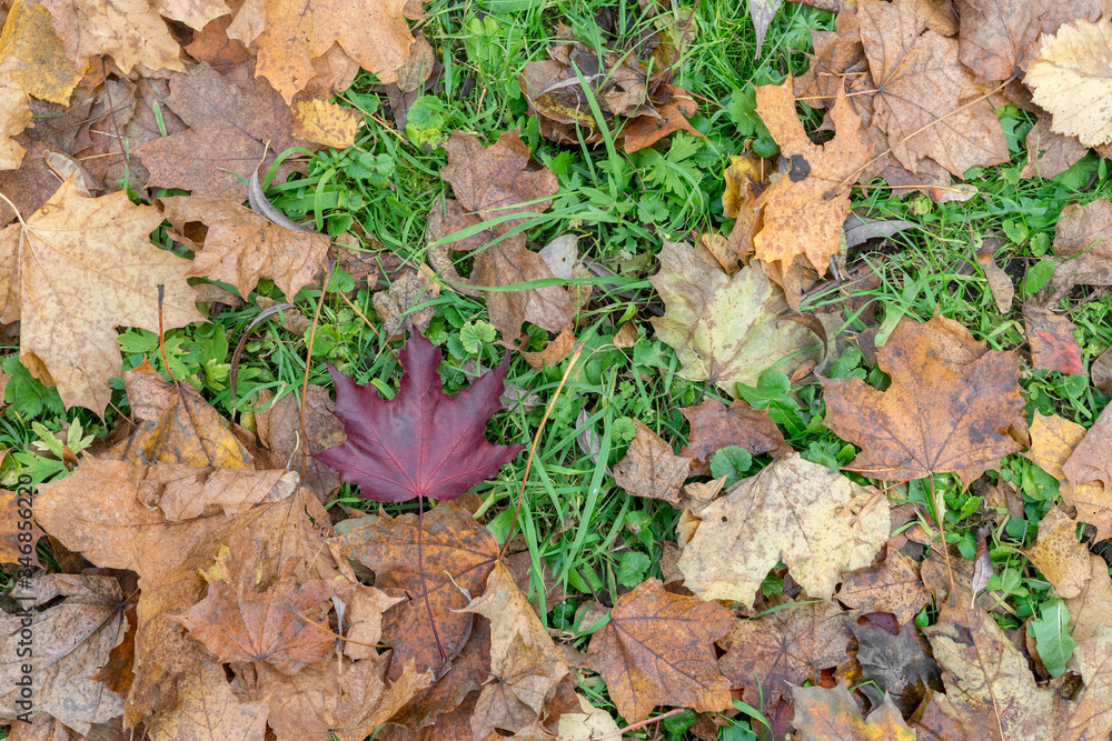 red beautiful leaf among many dead leaves on background of grass. autumn background. concept of individuality red beautiful leaf among many dead leaves on background of grass. autumn background. concept of individuality