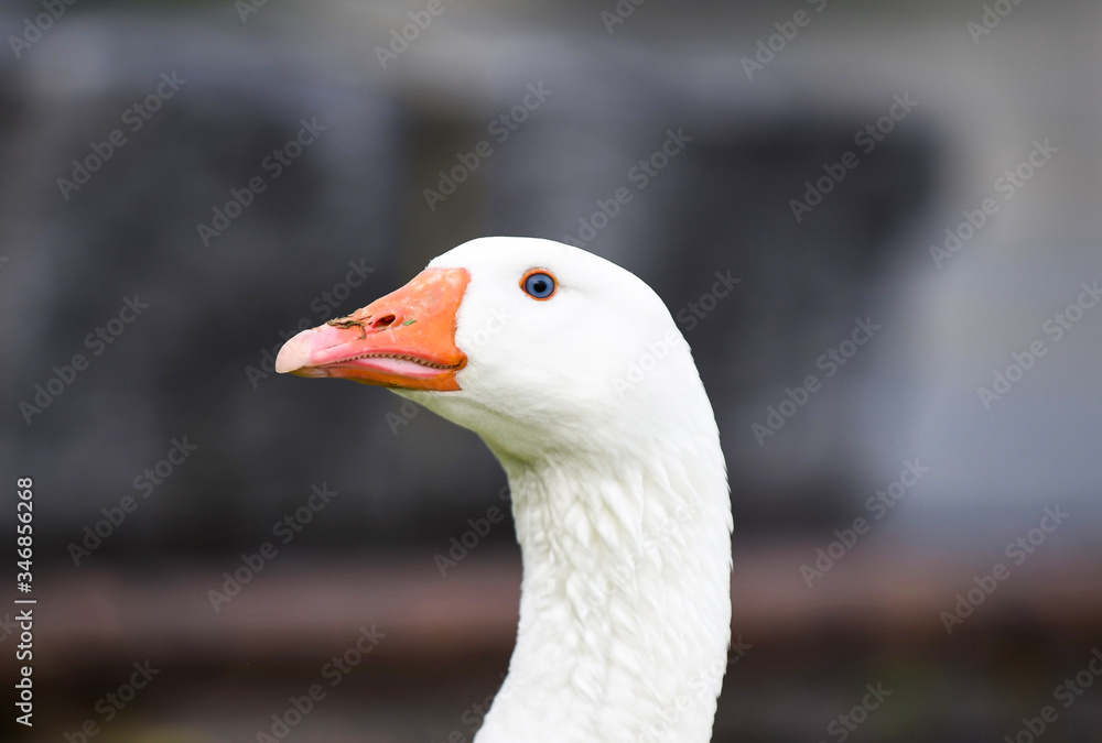 portrait of a goose portrait of a goose