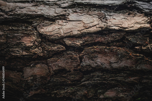 Fototapeta Naklejka Na Ścianę i Meble -  tree bark close up