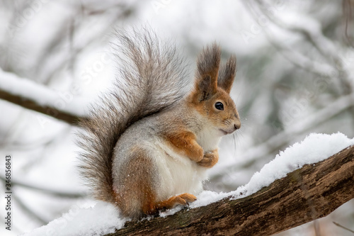 The red squirrel is sitting on the brunch at winter © EvgeniaSevryukova