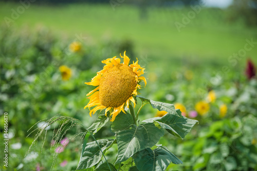 field of sunflowers