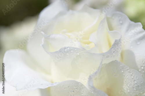 Dew on the petals of a white rose. Fresh flowers in a summer cottage © oes