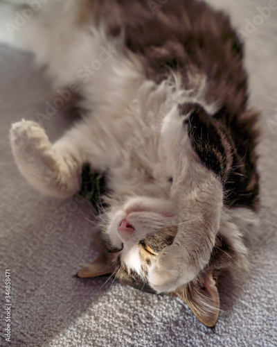 Billede på lærred cat sleeps in the sun