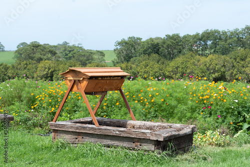 Top bar bee hive in bee friendly garden