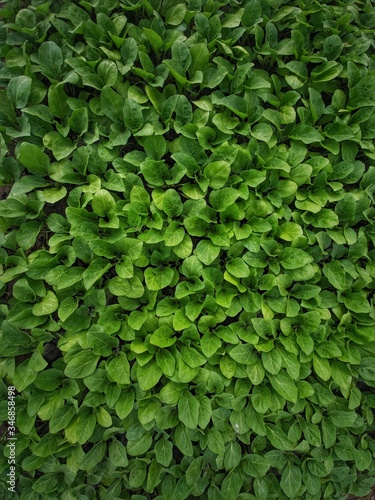 Wallpaper Mural Seedlings of vegetables in a film greenhouse. Torontodigital.ca