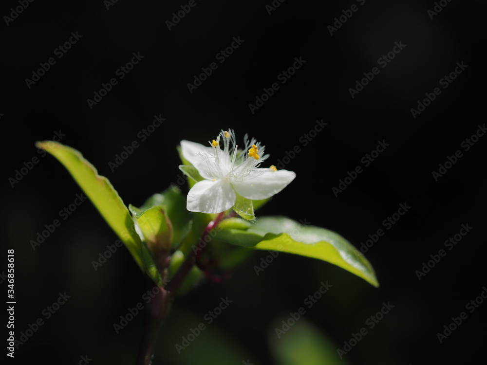 Obraz premium 純白のトキワツユクサ