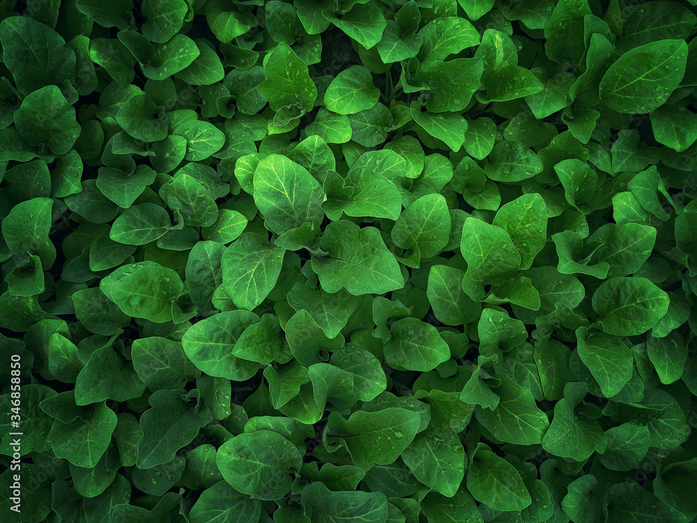 Seedlings of vegetables in a film greenhouse. Seedlings of vegetables in a film greenhouse.