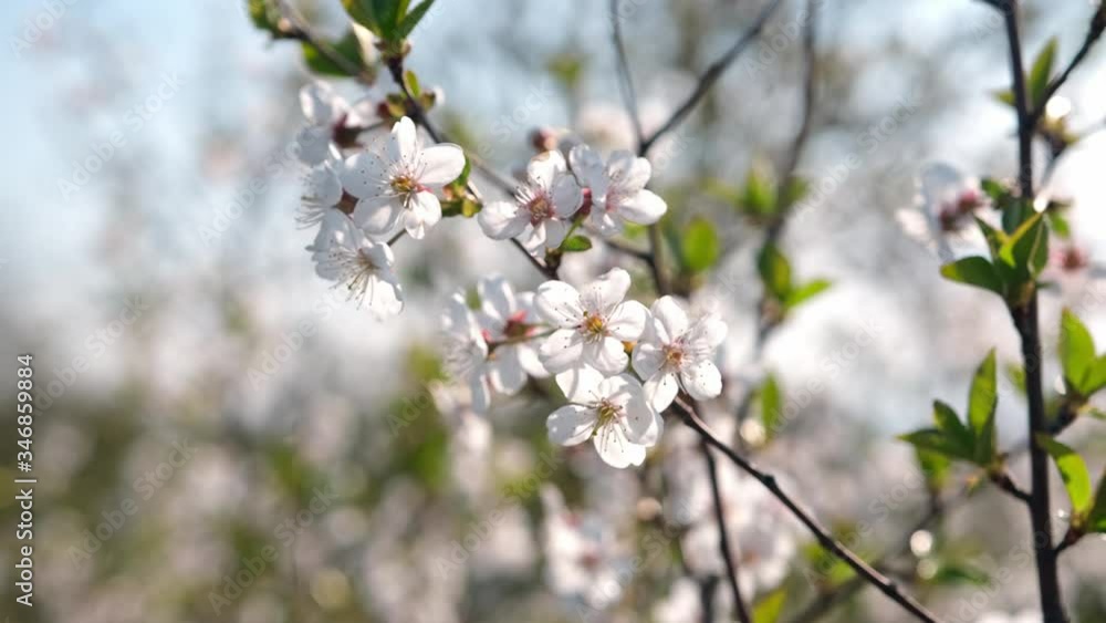 Beautiful spring white fruit flowers Beautiful spring white fruit flowers