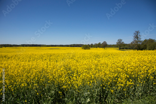 Yellow Flowering Rape Fields In Germany