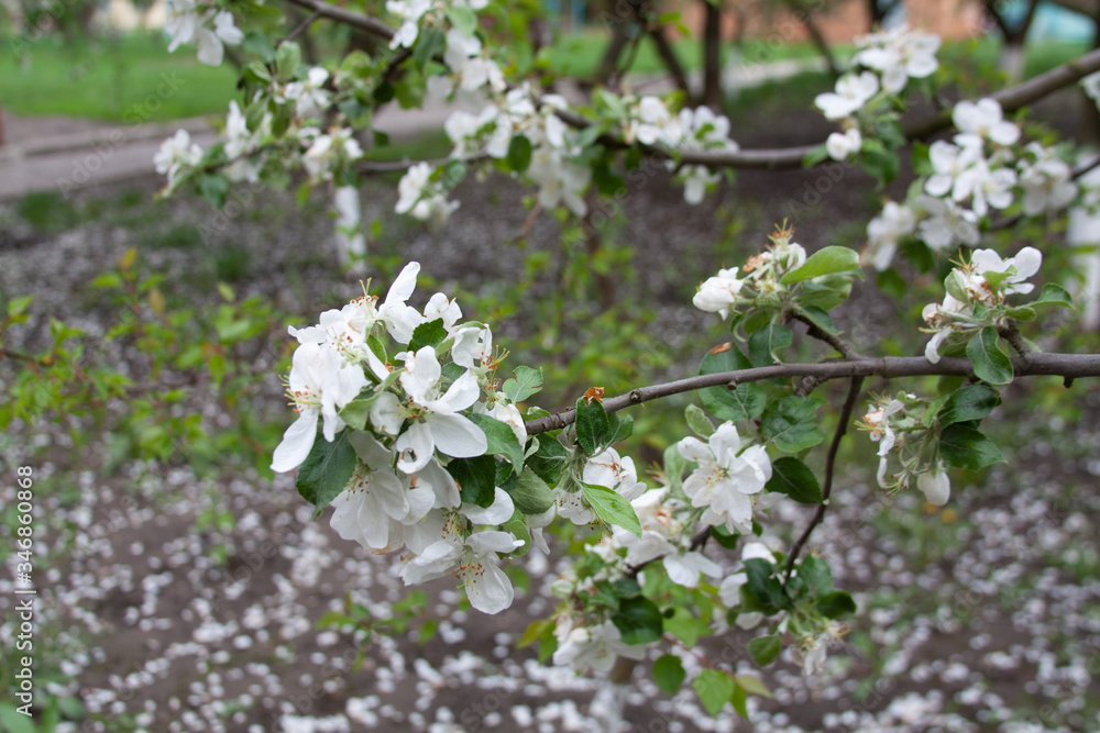 white flowers of a tree white flowers of a tree