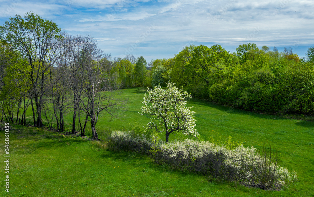 spring landscape with a blooming tree on a lawn of lush green grass